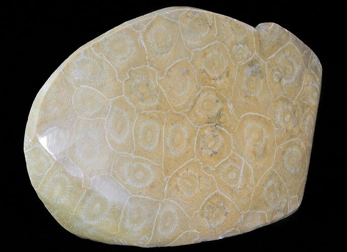 Free-Standing Polished Fossil Coral (Actinocyathus) Display #69366